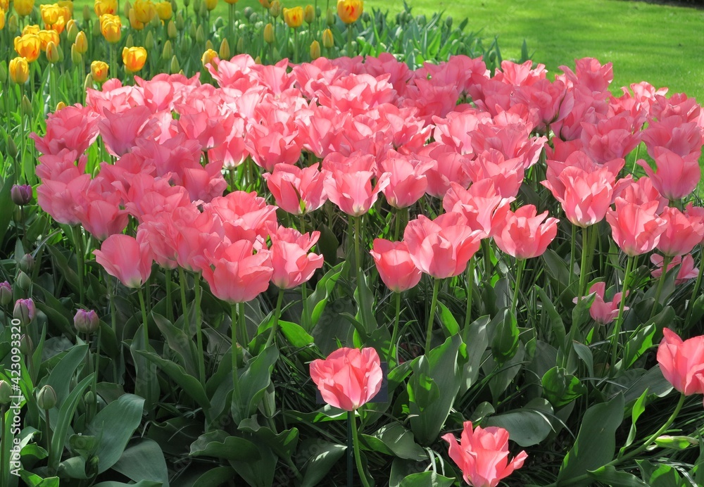 Pink Tulips Display in Keukenhof, Holland