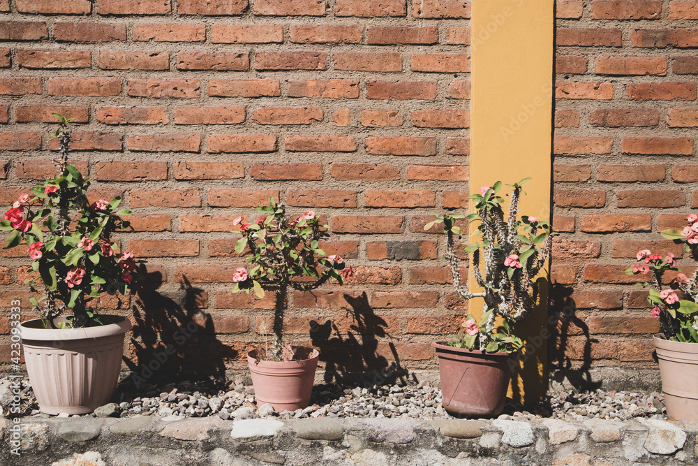 Potted plants in front of a brick wall in Mexico