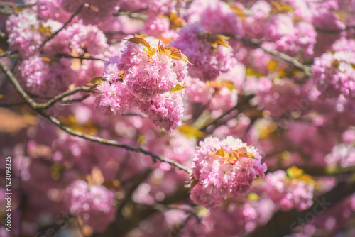 Blooming flowers of the Japanese tree Sakura.