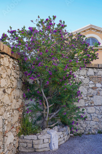 An overgrown flowering bush in the corner between two stone walls.