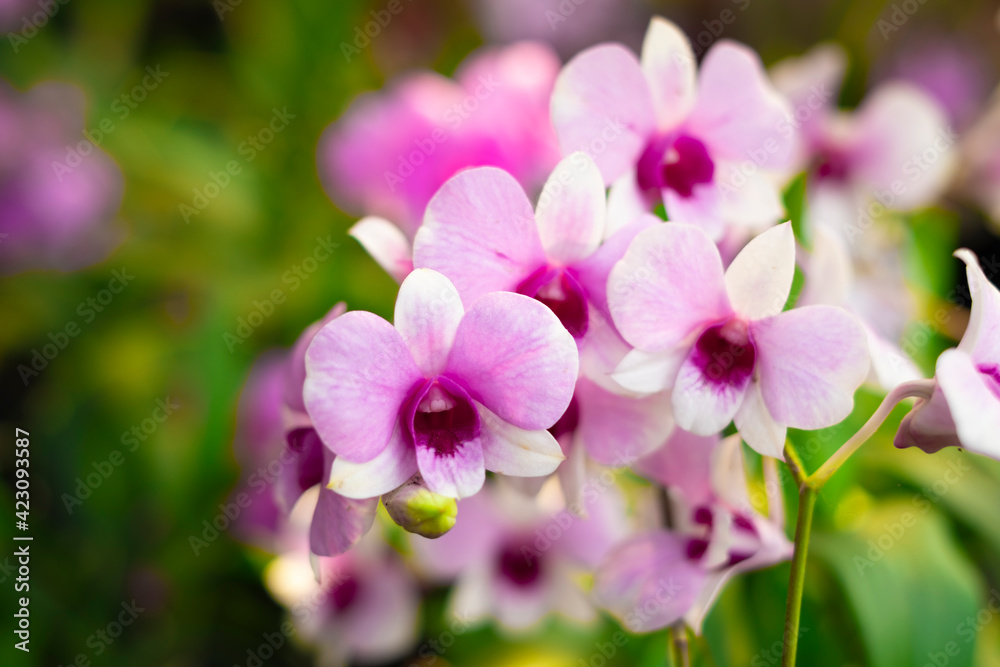 Orchid flower in orchid garden at winter or spring day. Orchid flower for postcard beauty and agriculture design. Beautiful orchid flower in garden, in full bloom in farm, on green nature blur backgro Orchid flower in orchid garden at winter or spring day. Orchid flower for postcard beauty and agriculture design. Beautiful orchid flower in garden, in full bloom in farm, on green nature blur backgro