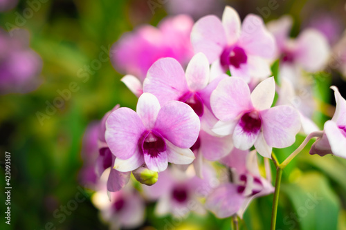 Orchid flower in orchid garden at winter or spring day. Orchid flower for postcard beauty and agriculture design. Beautiful orchid flower in garden  in full bloom in farm  on green nature blur backgro