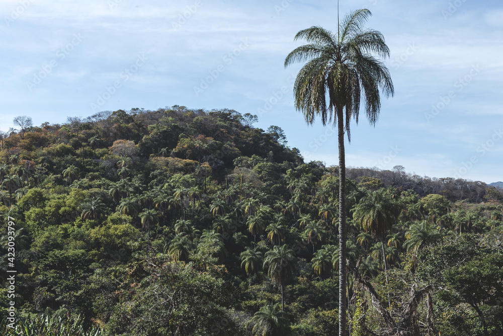 Palm tree forest in center part of Brazil - Minas Gerais. Serra do Cipó. Travel destination