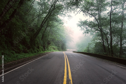 Road in the forest surrounded by fog