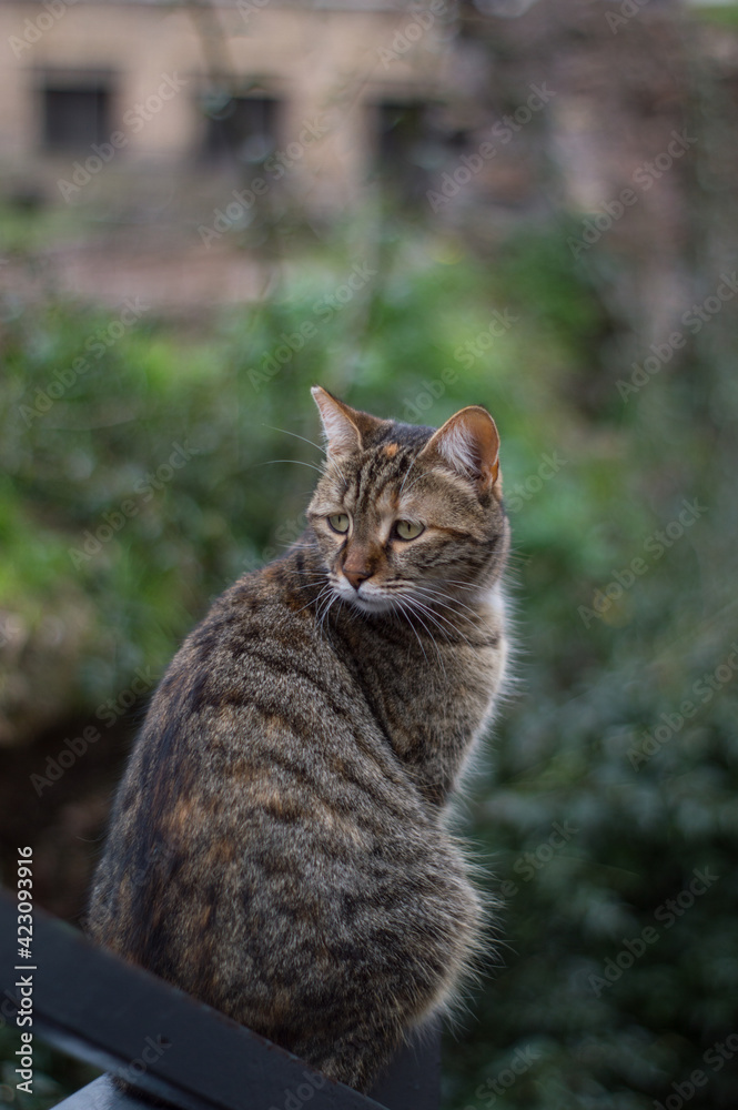 The sad cat in the garden in the Rome