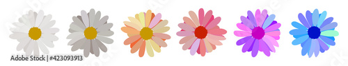Set of simple flower of blossoming and blooming chamomile. Vector Illustration