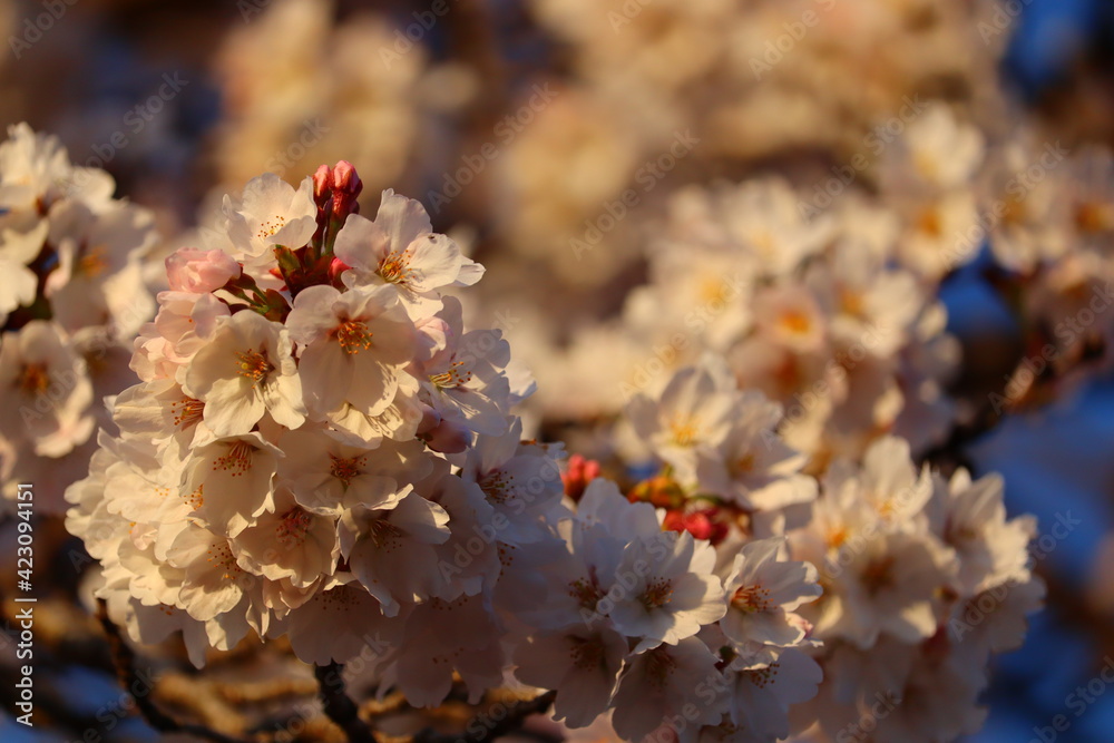 桜の花見