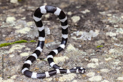 Australian Bandy Bandy Snake

