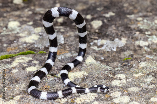 Australian Bandy Bandy Snake