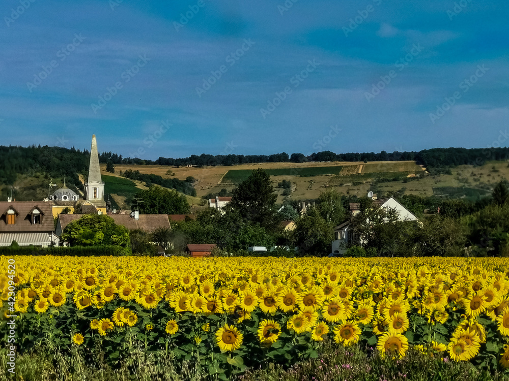 field of sunflowers in the country near a village