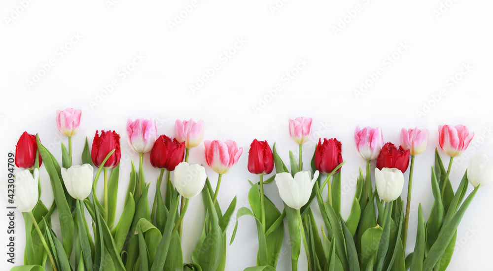 A bouquet of red and white tulips on a white background.