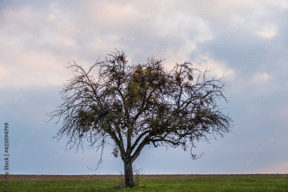 Obraz premium Obstbaum mit vielen Misteln im Frühjahr