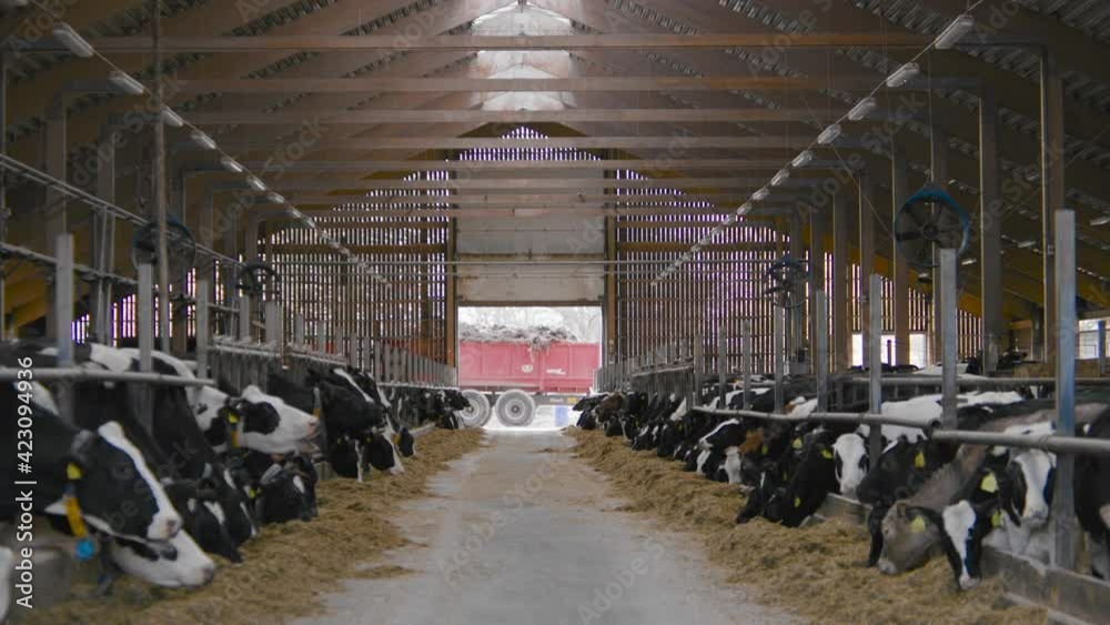 Video Stock Stable with cows cow black and white milk dairy butter