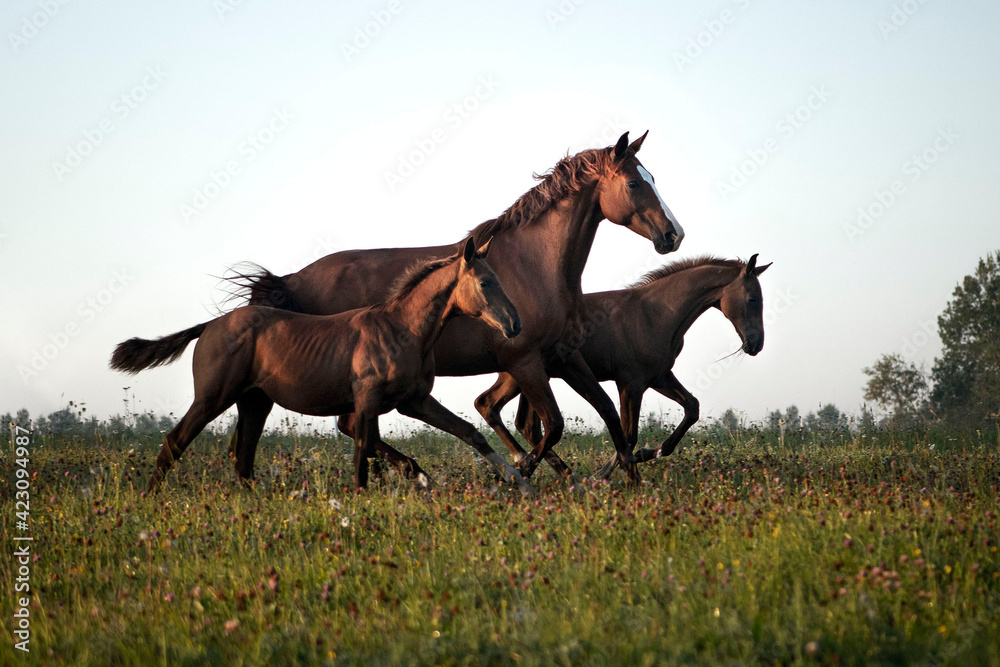Herd of don horses including mare and foals running free in the green summer pasture in the early morning. Horses in natural motion. Herd of don horses including mare and foals running free in the green summer pasture in the early morning. Horses in natural motion.