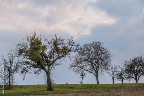 Obstbaum mit vielen Misteln im Frühjahr photo