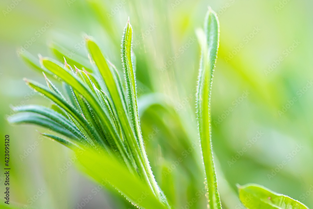 Galium aparine cleavers, in basket on wooden table. plant is used in ayurveda and traditional medicine for poultice. grip grass Plant stalks close-up In spring Galium aparine cleavers, in basket on wooden table. plant is used in ayurveda and traditional medicine for poultice. grip grass Plant stalks close-up In spring