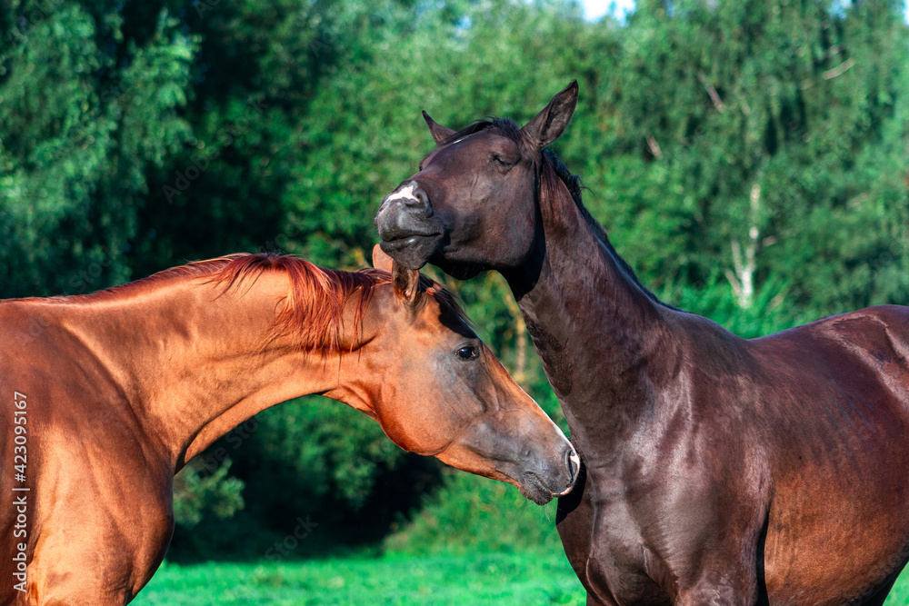 Two young stallions , chestnut ann black color, communicating with each other in hot summer day in green pasture. Two young stallions , chestnut ann black color, communicating with each other in hot summer day in green pasture.