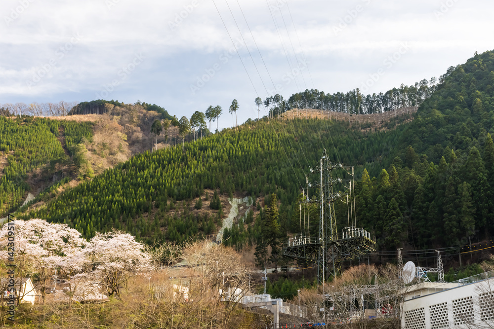 Obraz premium (東京都ー風景)御岳渓谷のさくら風景9