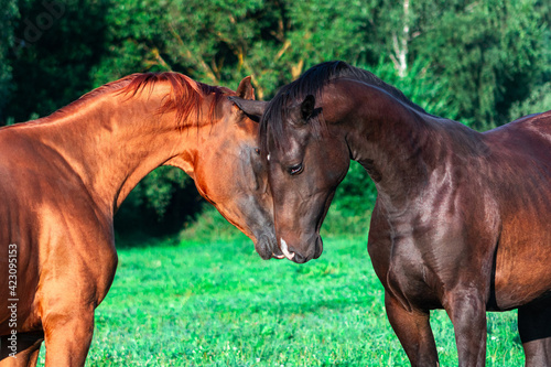 Two young stallions , chestnut ann black color, communicating with each other in hot summer day in green pasture.
