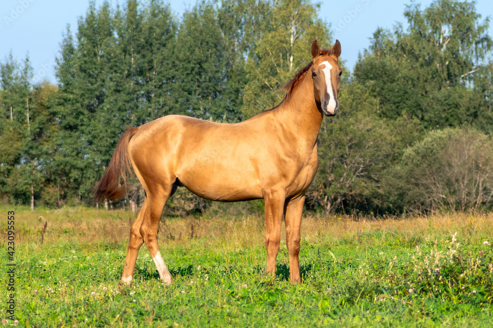 Light chestnut don breed young colt with moon shaped white blaze on head in the green summer pasture alone. Light chestnut don breed young colt with moon shaped white blaze on head in the green summer pasture alone.
