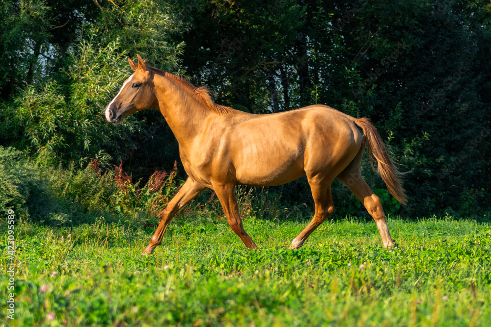 Light chestnut don breed young colt with moon shaped white blaze on head in the green summer pasture alone. Light chestnut don breed young colt with moon shaped white blaze on head in the green summer pasture alone.