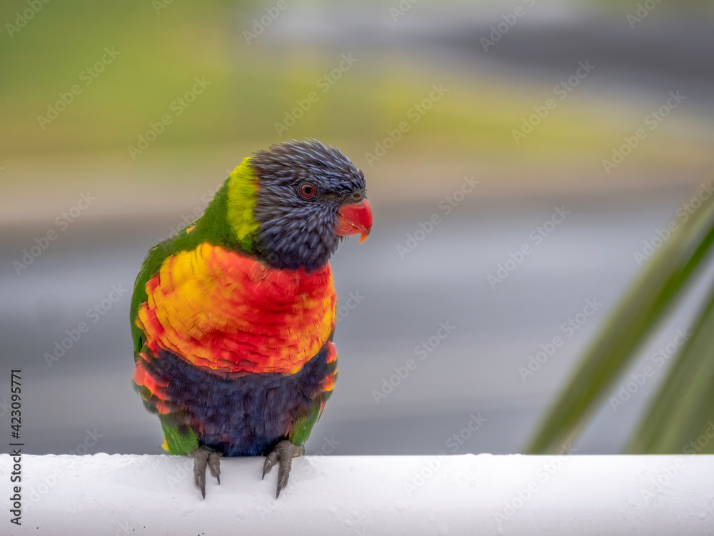 Naklejka premium Lorikeet On Side