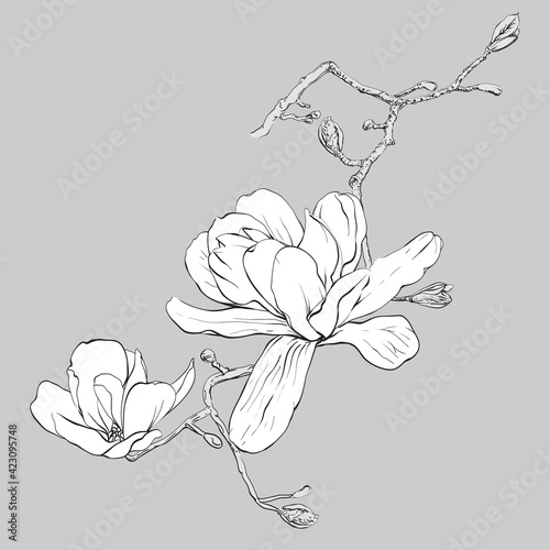 Magnolia flower drawing. Hand drawn botanical Illustration