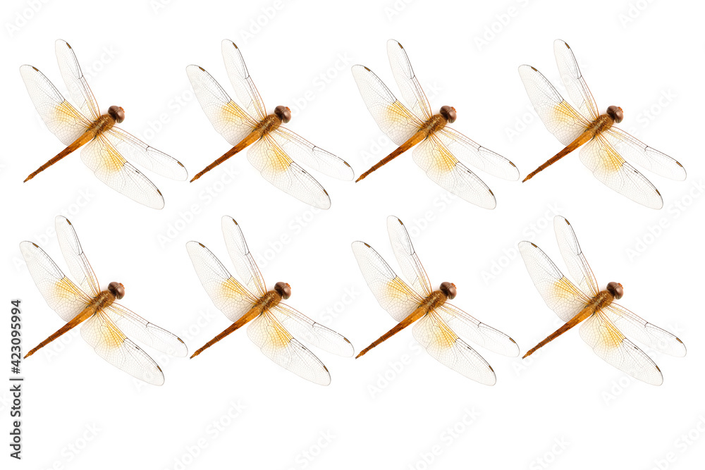 dragonfly,dragonfly wing in high definition on white background, macro dragonfly,dragonfly wing in high definition on white background, macro