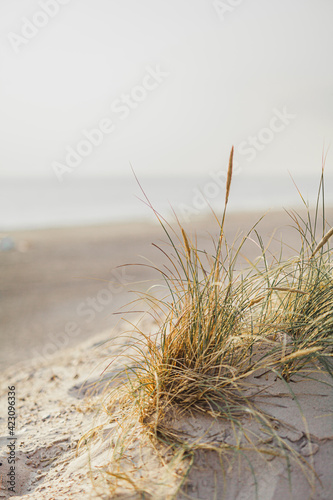 Fototapeta Naklejka Na Ścianę i Meble -  dunes with grass against ocean