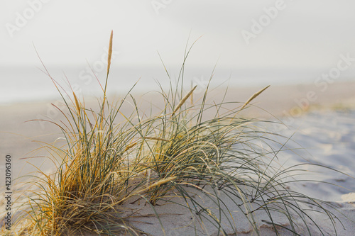 dunes with grass against ocean