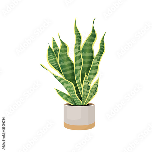 Indoor plant sansevieria in a pot for home, office, premises decor. Illustration isolated on white background. Trendy home decor with plants, urban jungle. Pike tail.
