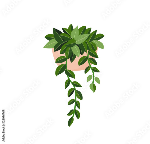 Indoor plant ivy in a pot for interior decor at home  office  indoor use. Vector illustration isolated on white background. Trendy home decor with plants  urban jungle. Plant hanging
