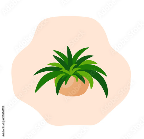 Indoor plant chlorophytum in a pot for interior decor at home, office, indoor use. Vector illustration isolated on white background. Trendy home decor with plants, urban jungle. Hanging plant