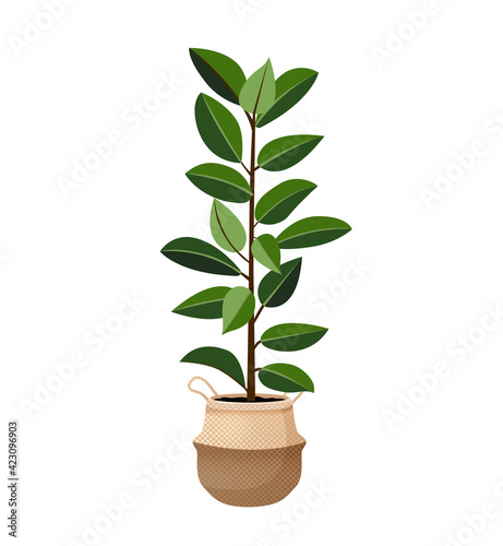 Indoor tree plant ficus rubber in a pot for home, office, premises decor. Illustration isolated on white background. Trendy home decor with plants, urban jungle