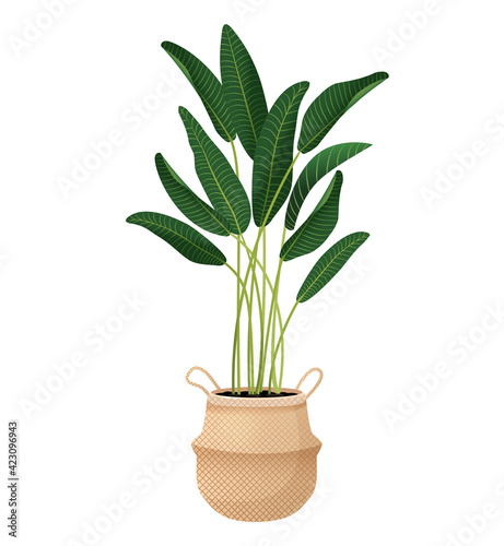 Indoor plant Ravenala palm, Rubber Plant, pipal, ficus in a wicker pot in container for use indoors. Isolated on white background. Trendy home decor with plant, urban jungle