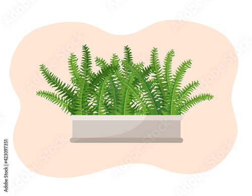 Indoor plant fern, nephrolepis in a pot for home, office, premises decor. Illustration isolated on white background. Trendy home decor with plants, urban jungle