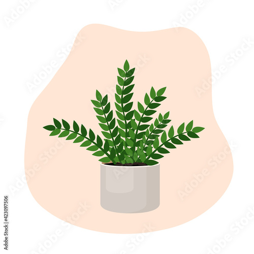 Indoor plant zamioculcas in a pot for interior decor at home, office, indoor use. Vector illustration isolated on white background. Trendy home decor with plants, urban jungle.