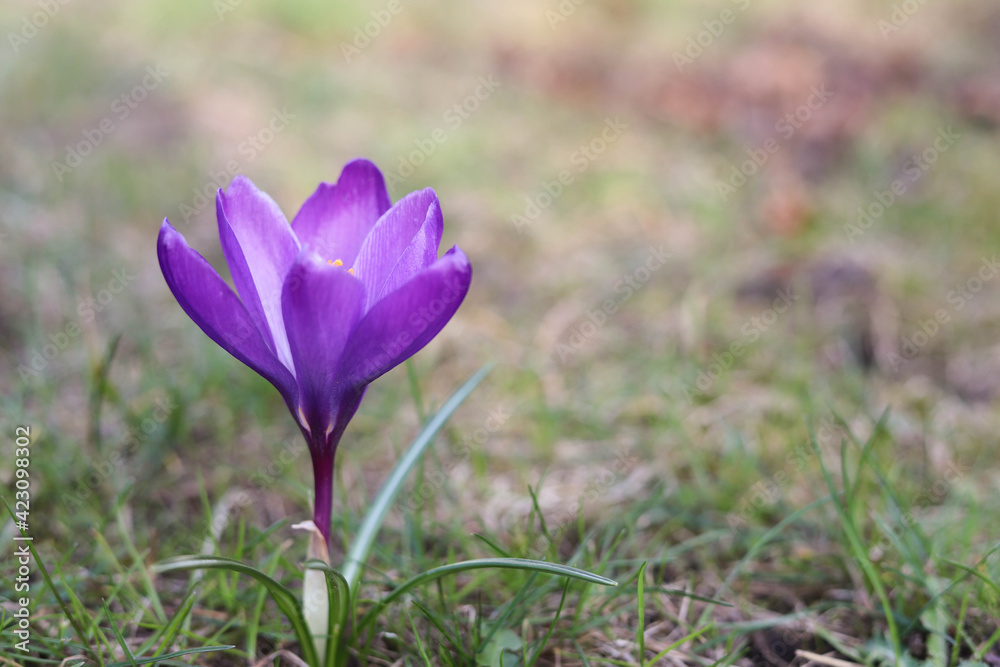 Autumn crocus, suffron flowers blooming on the green grass. Place for your text Autumn crocus, suffron flowers blooming on the green grass. Place for your text
