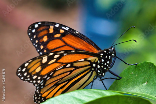 Extreme, colorful close-up of a monarch butterfly with wings slightly spread. © manuel
