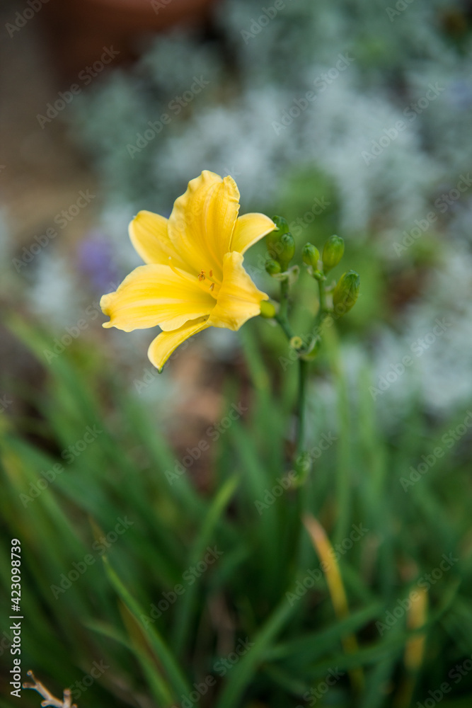 Hemerocallis, daylily. Yellow flower on a green background. Hemerocallis, daylily. Yellow flower on a green background.