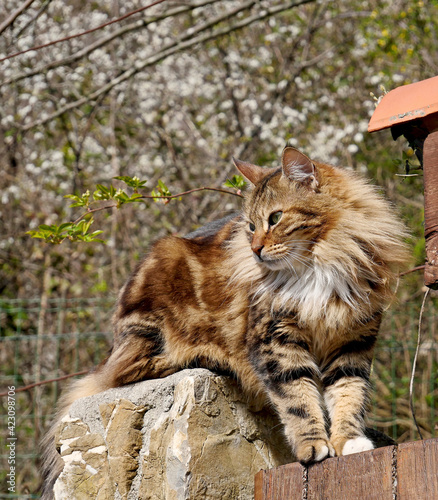 A country cat in the woods in spring