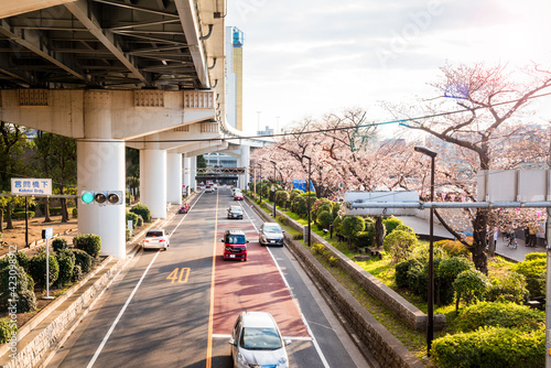 Riverbank street lined cherry trees in blossom running under an elevated motorway on a sunny spring day. Tokyo, Japan.