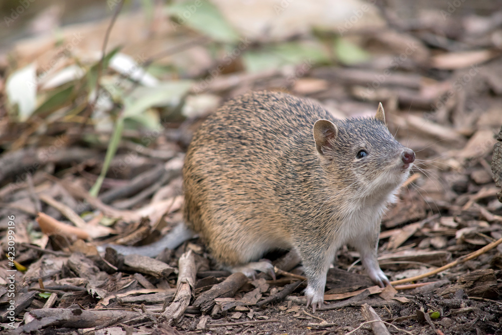 the Southern brown bandicoot is a small marsupial the Southern brown bandicoot is a small marsupial