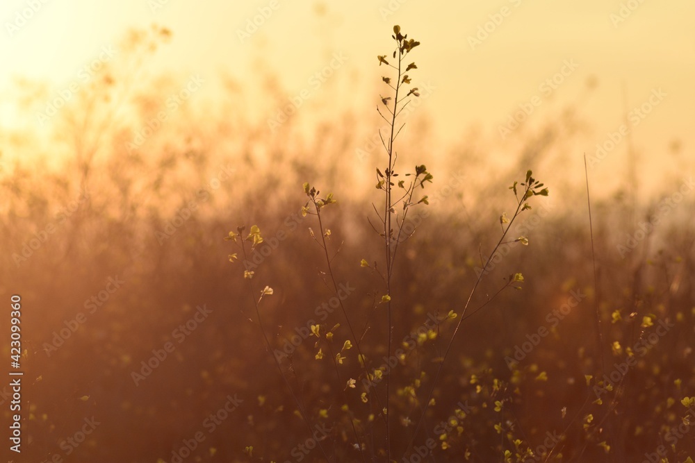 Fotografía de flores silvestres en un primer plano al atardecer. Fotografía de flores silvestres en un primer plano al atardecer.