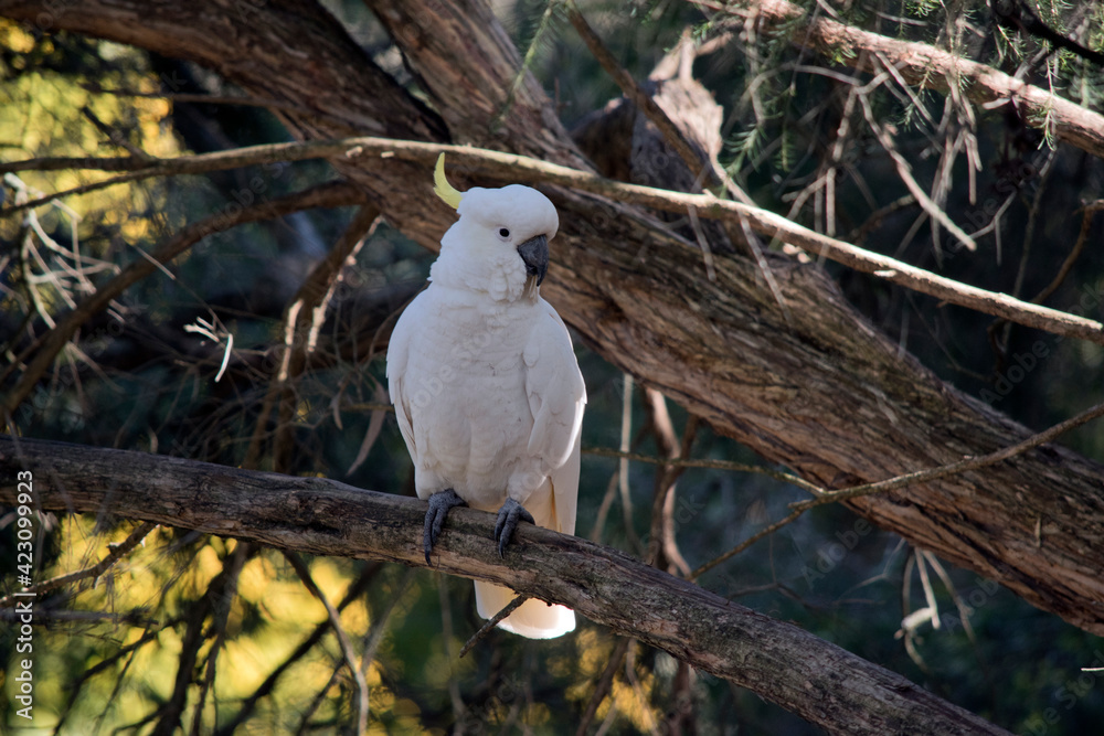 the sulphur crested cockatoo is perched on a branch the sulphur crested cockatoo is perched on a branch