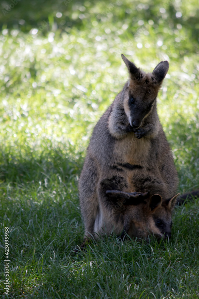 the swamp wallaby has a joey in her pouch the swamp wallaby has a joey in her pouch