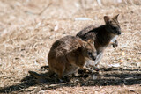 the tammar wallaby are tan with white bellies and white chin stripes