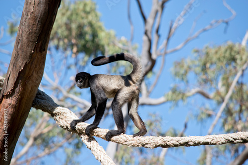 the spider monkey is walking across a rope