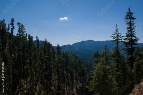 Scenery of clear mountain valley of deodar ( himalayan cedar) trees in himachal pradesh, India
