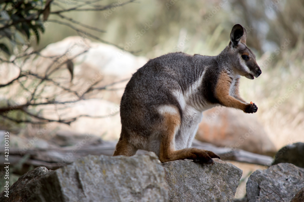 Naklejka premium this is a side view of a joey yellow footed rock wallaby